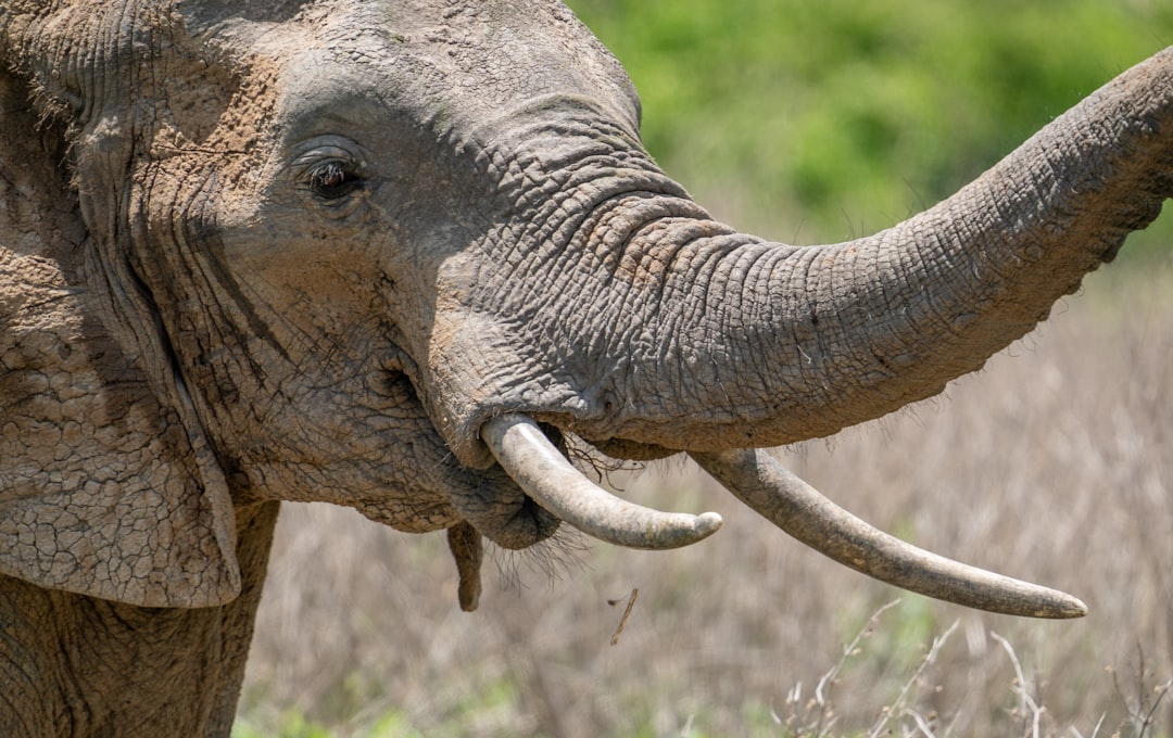 Close-up of an elephant's head with trunk raised