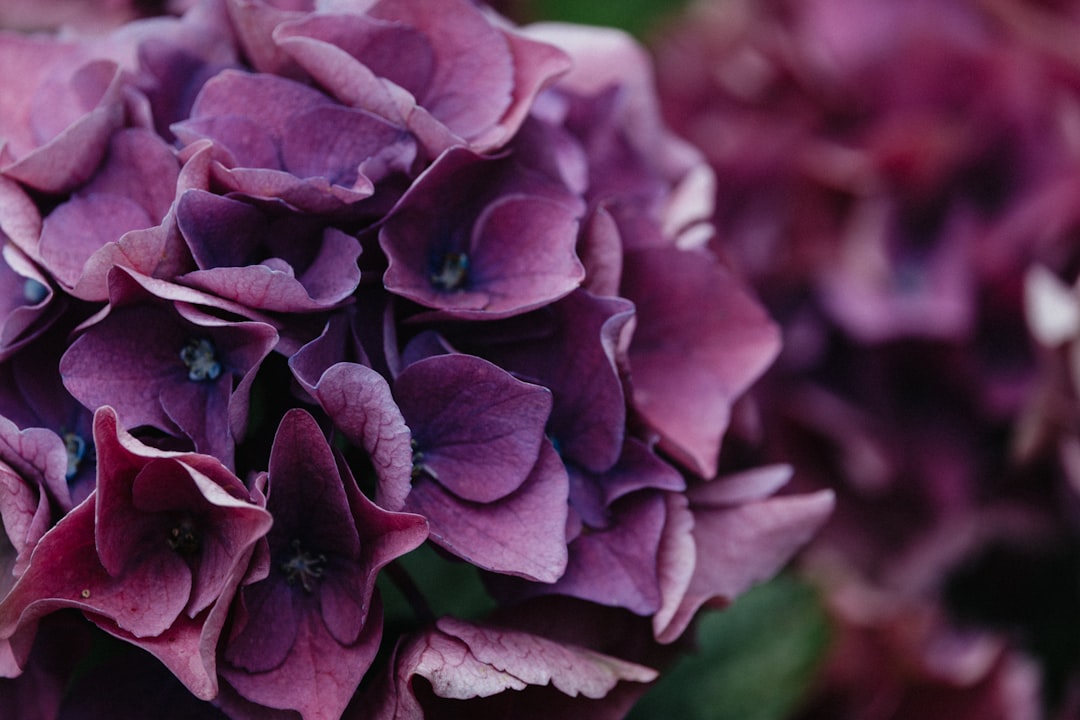A close up of a bunch of purple flowers